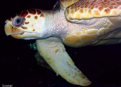 Aquarium di Alghero