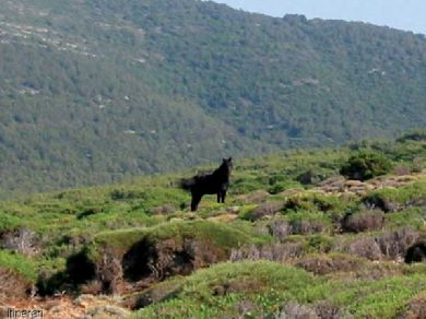 Asinara Natural ParkTimidon