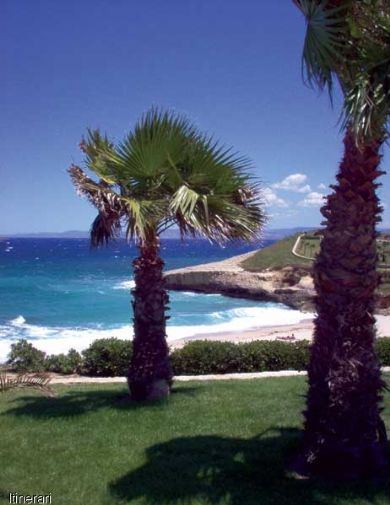 spiaggia e palme