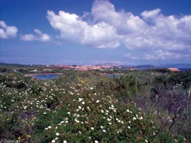 Stintino verde veduta