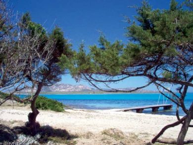 Stintino spiaggia verde mare